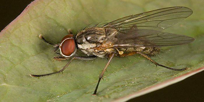 Як боротися з цибулевою мухою - народні способи вберегти врожай