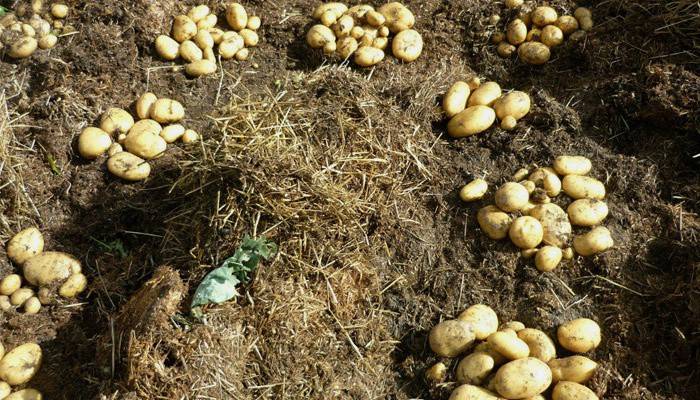 Посадка картоплі під солому та сіно в городі: технологія методу