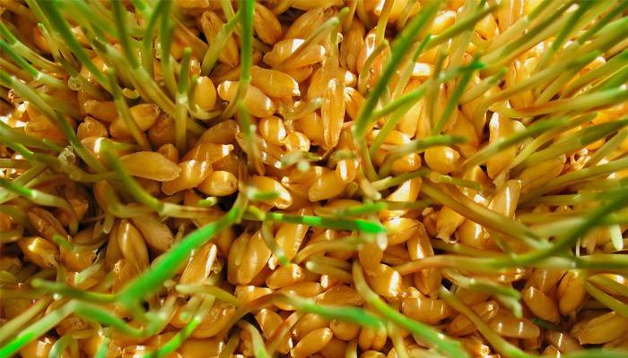 Як проростити пшеницю для їжі в домашніх умовах