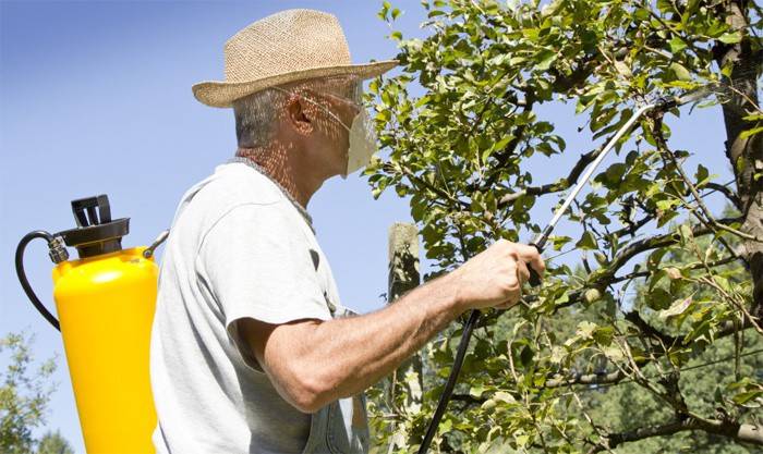 Обприскування плодових дерев навесні від шкідників до і після цвітіння