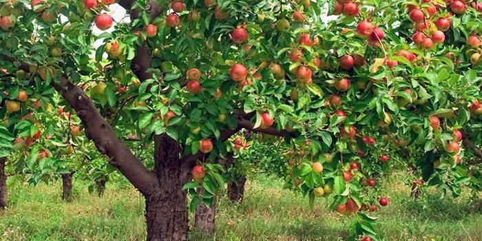 Як правильно прищепити яблуню восени на старе дерево: всі способи