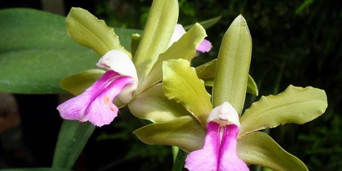 Каттлея - особливості квітки, як змусити його зацвісти, вирощування, вибір грунту і лікування хвороб