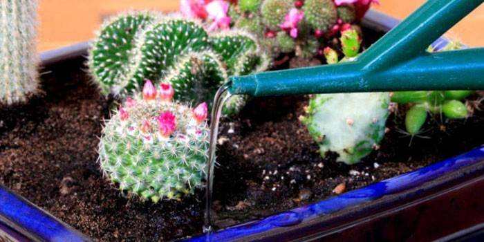 Як поливати кактус правильно - особливості догляду та підгодівлі рослини