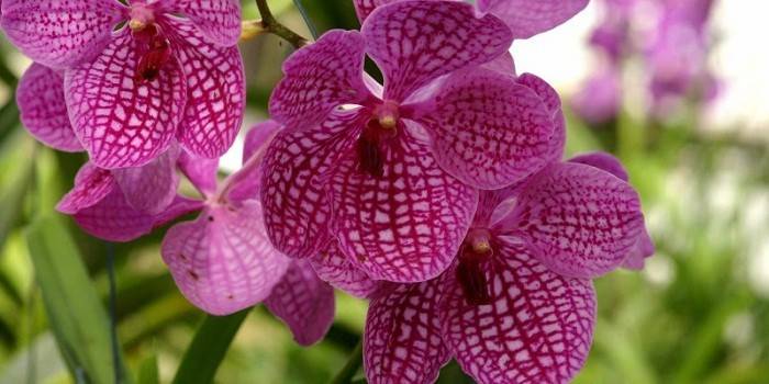 Орхідея ванда - умови для зростання в горщику чи скляній колбі, правила поливу, добрива та пересадки