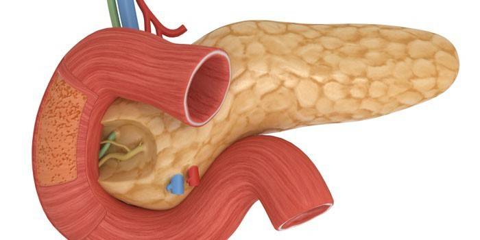 Підшлункова залоза - де знаходиться і як болить орган людини