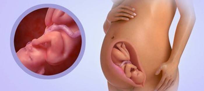 34 тиждень вагітності: що відбувається на цьому терміні, норма ваги дитини