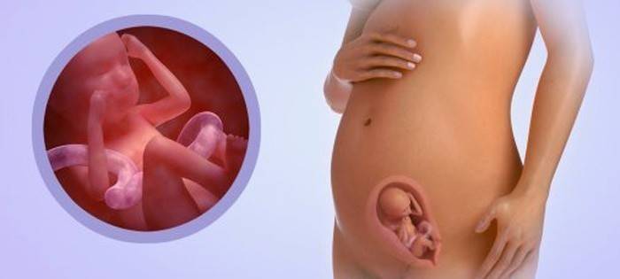 19 тиждень вагітності: що відбувається з мамою і малюком, болі та відчуття