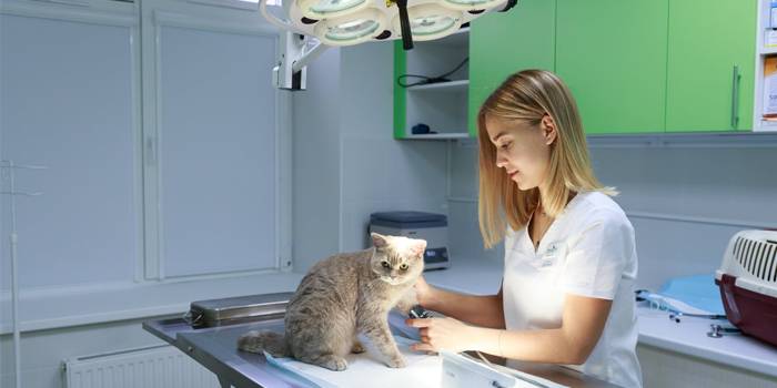 Рейтинг ветеринарних лікарень Москви з адресами і телефонами