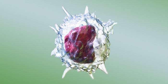 Моноцити підвищені в крові у дитини і дорослого - функції клітин і чому відбувається збільшення