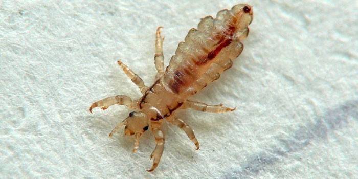 Платтяна воша - спосіб життя комахи, небезпека укусів, лікування і профілактичні заходи