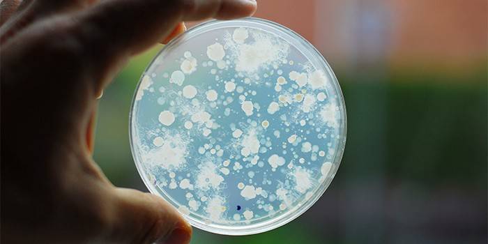 Нитки міцелію в організмі людини - як виявити патогенний грибок, медикаментозна та народна терапія