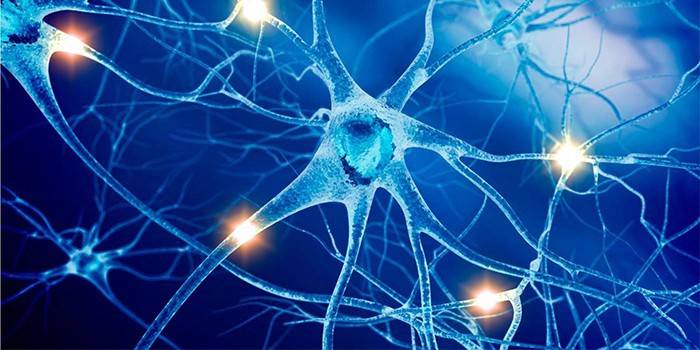 Симпатична нервова система: будова і функції, відмінність від парасимпатичної структури