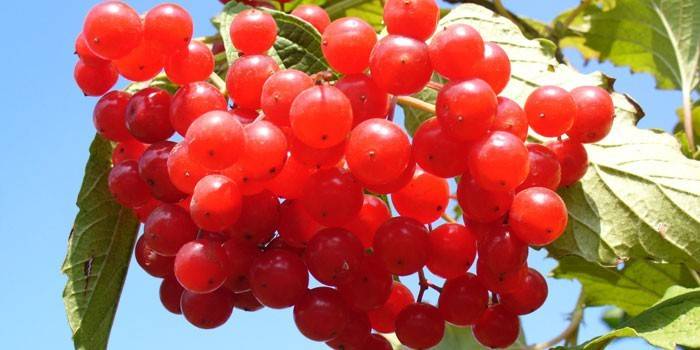 Калина від тиску - корисні властивості та рецепти приготування ягоди, протипоказання для прийому