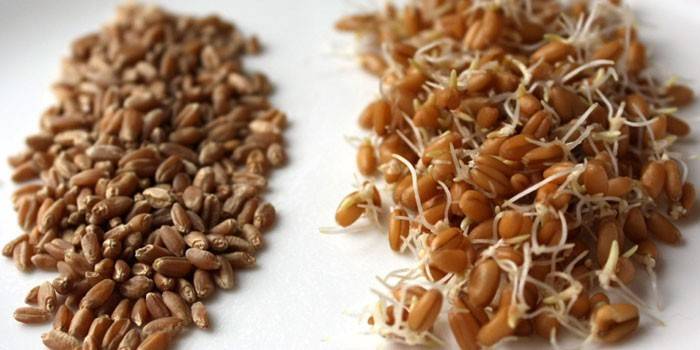 Пророщена пшениця: чим корисна, відгуки