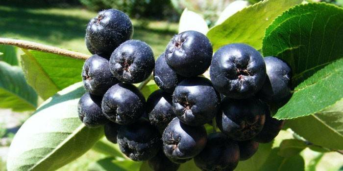 Чорноплідна горобина - лікувальні властивості і протипоказання ягоди