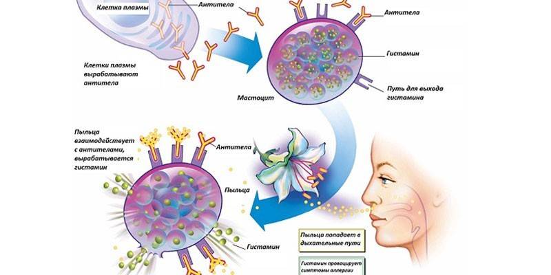 Алергічний риніт - симптоми у дорослих, причини, механізм розвитку хвороби
