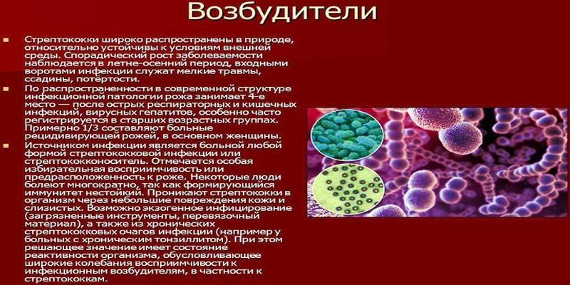 Стрептококи в крові: симптоми і лікування