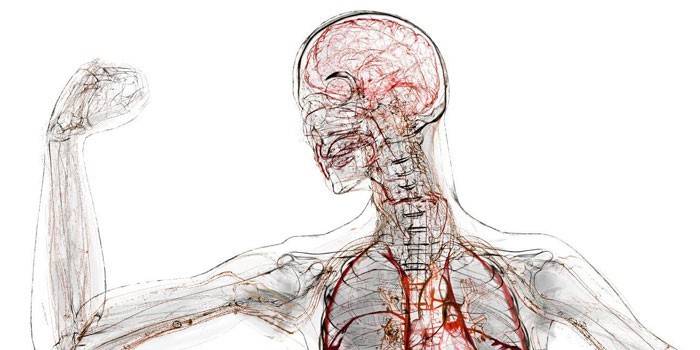 Анатомія людини: системи організму