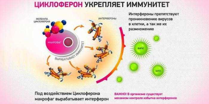 Циклоферон уколи – інструкція по застосуванню для дітей і дорослих: показання до ін'єкцій і схема лікування, ціна та аналоги препарату, відгуки