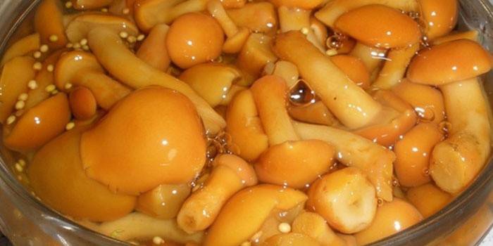 Мариновані маслюки на зиму: рецепти приготування грибочків з різними прянощами і приправами