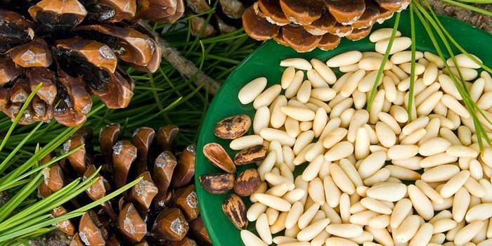 Кедрові горіхи - користь і шкоду для організму, лікувальні властивості масла, настойки або ядер