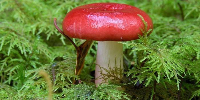 Їстівні гриби: види з фото
