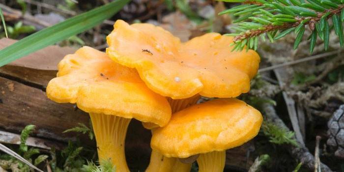 Як приготувати гриби смажені лисички з картоплею, в сметані і на зиму